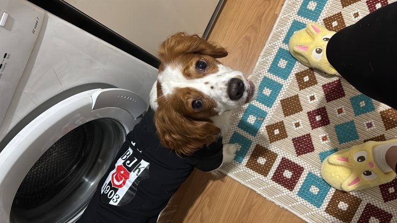 Cavalier King Charles Spanieli, Köpek Pars fotoğrafı