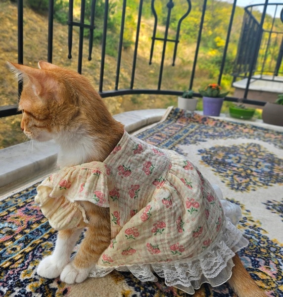 Tekir Kedi, Kedi Güneş fotoğrafı