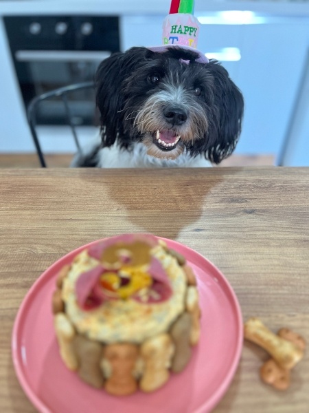 Bouvier des Flandres, Köpek Luna fotoğrafı