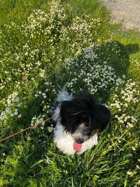Bouvier des Flandres, Köpek Luna fotoğrafı