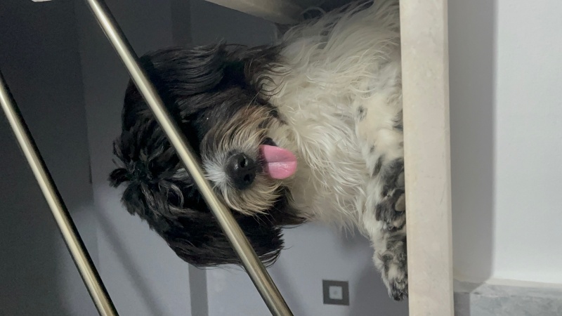Bouvier des Flandres, Köpek Luna fotoğrafı