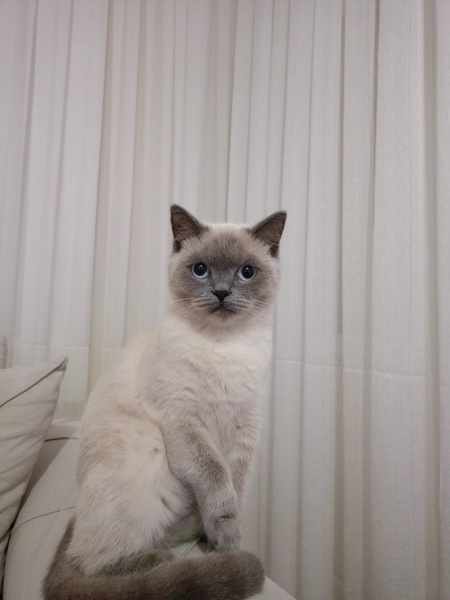 Siyam Kedisi, Kedi Badem fotoğrafı