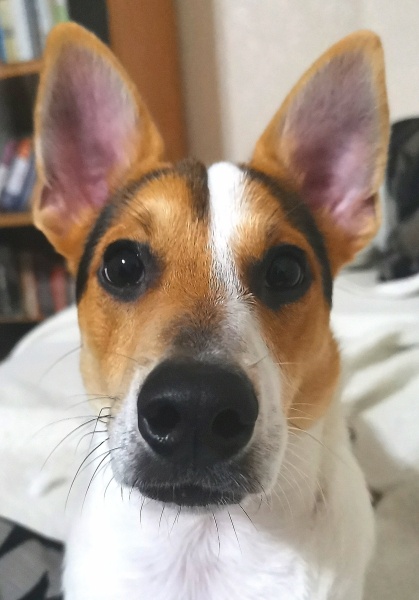 Jack Russell Terrier, Köpek ICE fotoğrafı