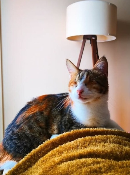 Tekir Kedi, Kedi Venüs fotoğrafı