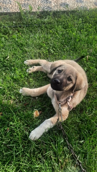 Aksaray Malaklısı, Köpek LEO fotoğrafı