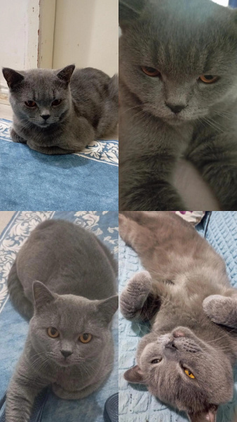 British Shorthair, Kedi Mars fotoğrafı