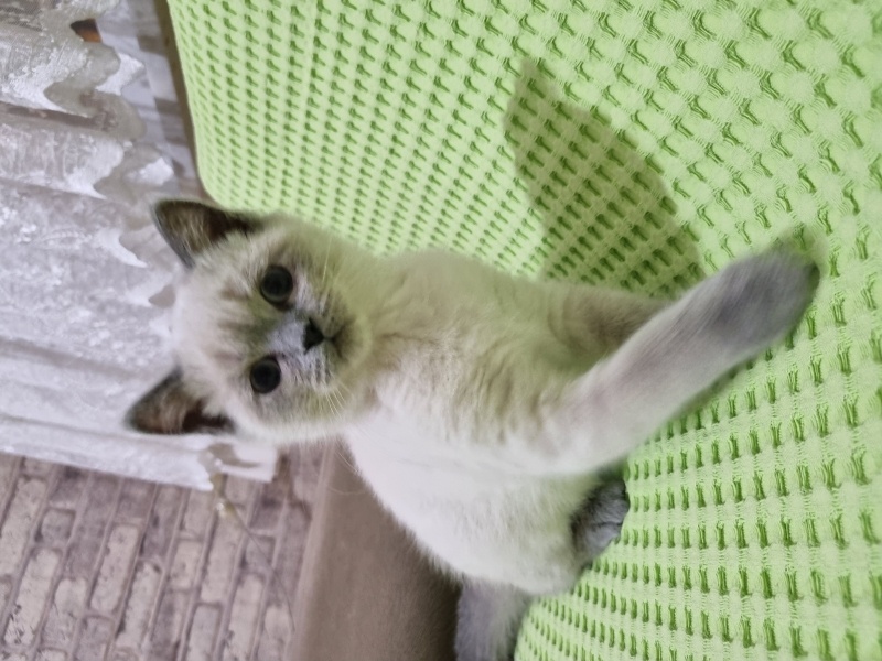 British Shorthair, Kedi British Shortair Colorpoint fotoğrafı