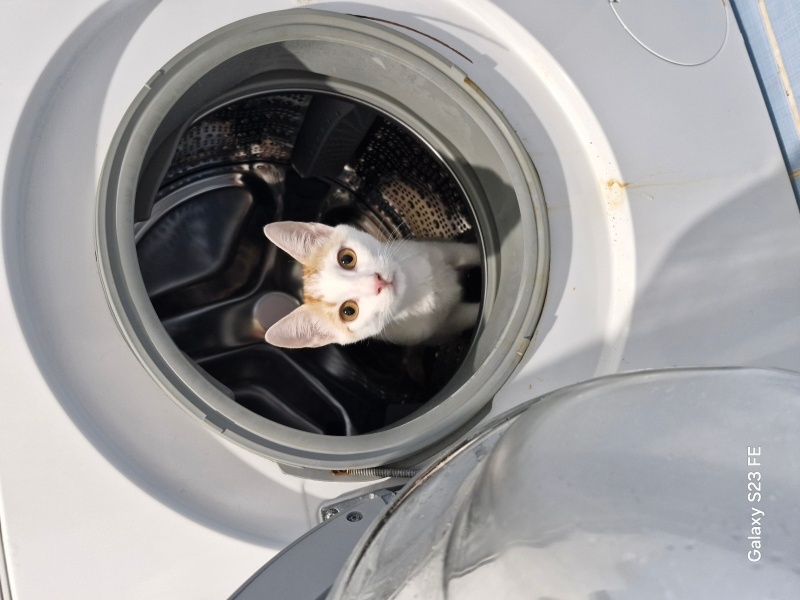 Tekir Kedi, Kedi Kaşık fotoğrafı