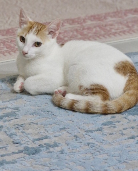 Tekir Kedi, Kedi Kaşık fotoğrafı