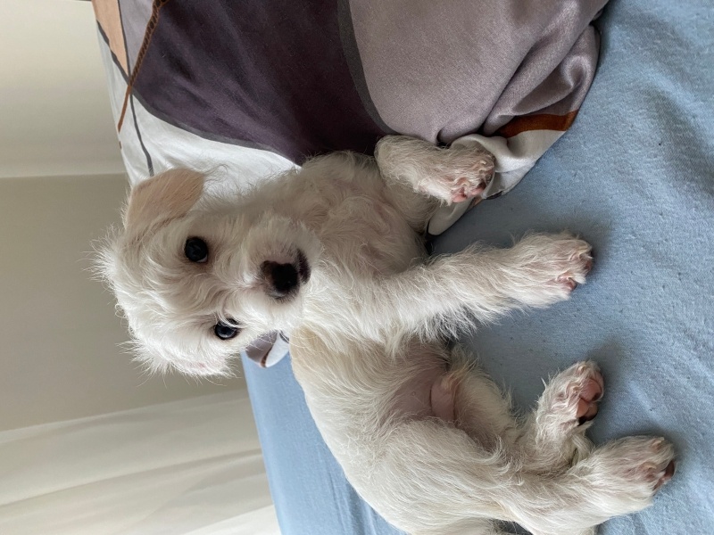 Maltese, Köpek Ponçik fotoğrafı