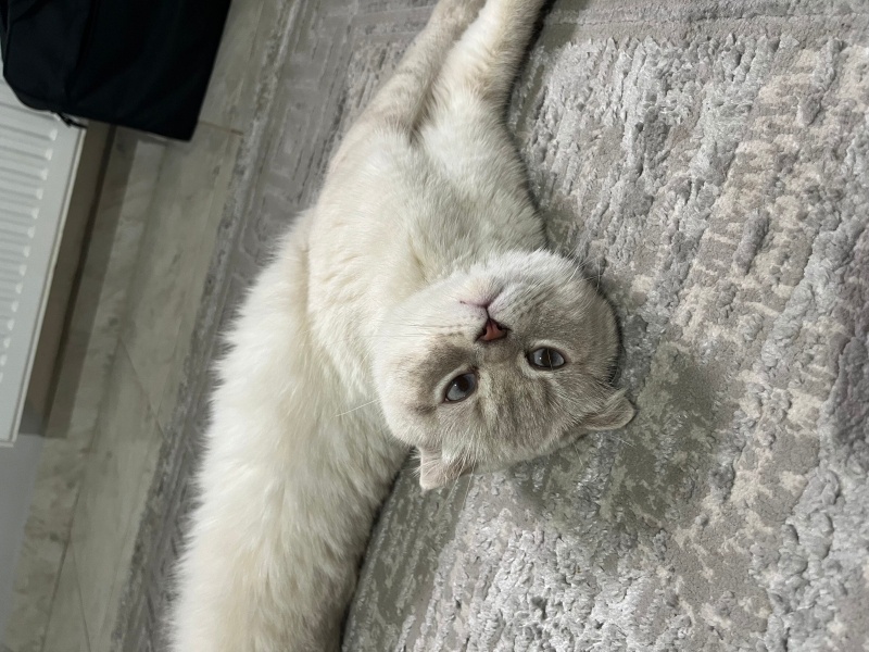 British Shorthair, Kedi Pamuk fotoğrafı