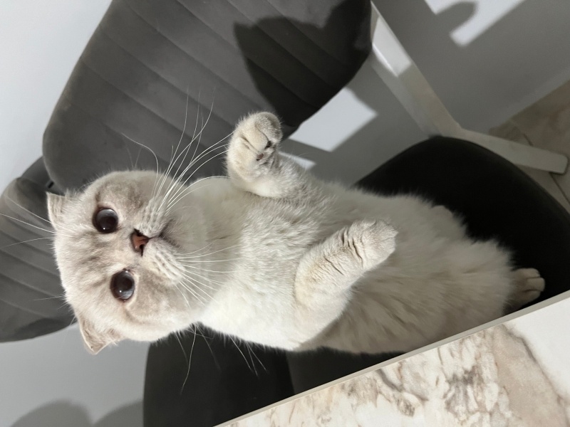 British Shorthair, Kedi Pamuk fotoğrafı