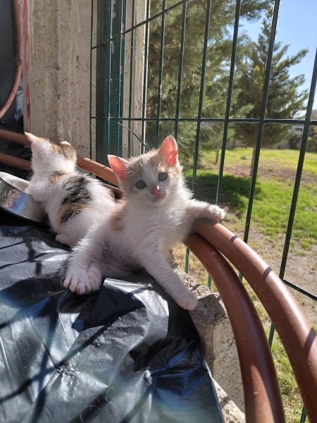 Ankara Kedisi, Kedi 5 tane yavru fotoğrafı