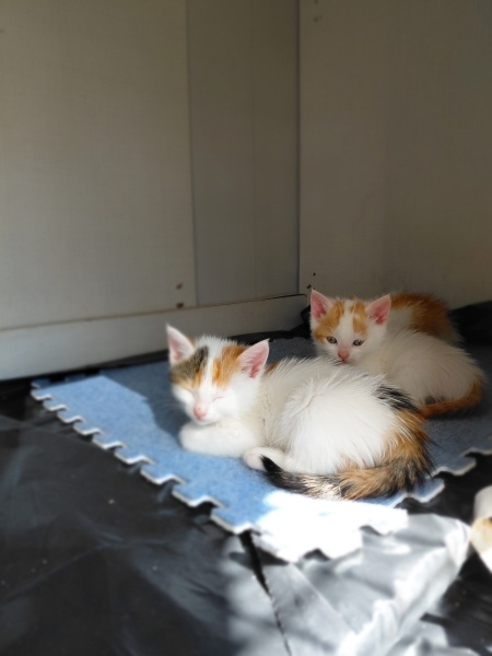 Ankara Kedisi, Kedi 5 tane yavru fotoğrafı