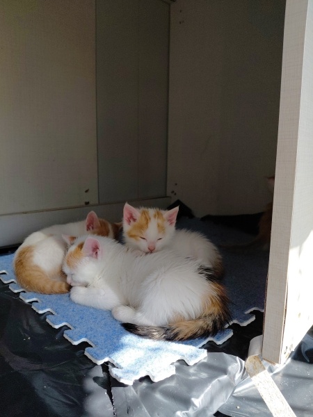 Ankara Kedisi, Kedi 5 tane yavru fotoğrafı