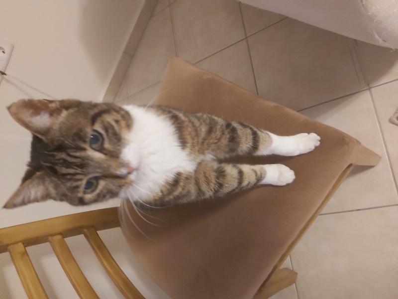 Tekir Kedi, Kedi Pati fotoğrafı