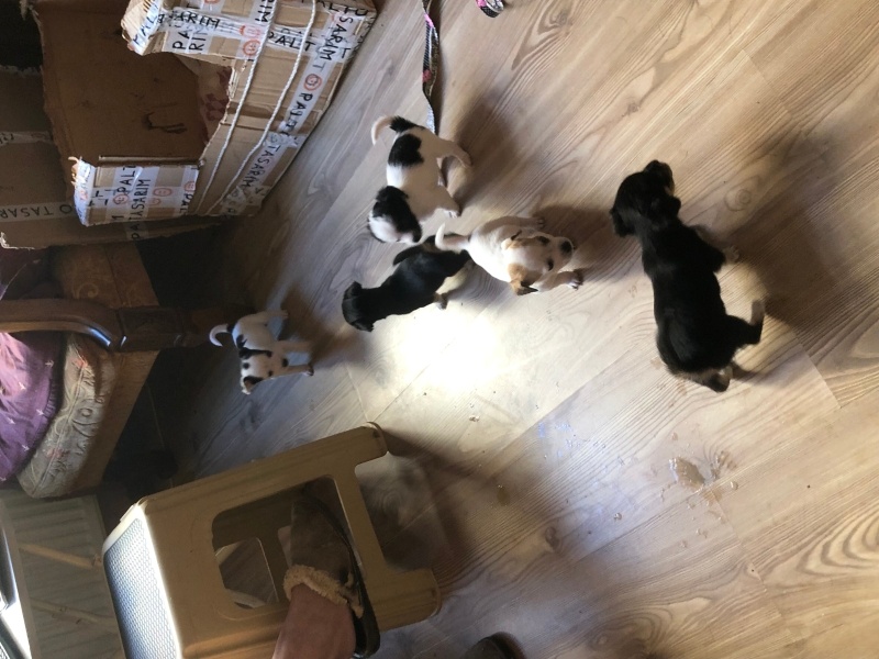 Tibet Terrieri, Köpek Yavru köpekler yuvalarını arıyor fotoğrafı