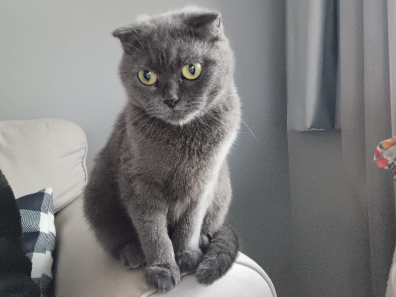 Scottish Fold, Kedi minik (madara) fotoğrafı