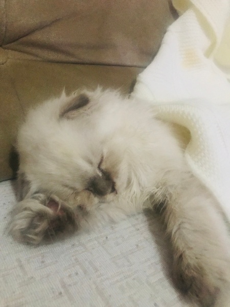 British Longhair, Kedi Mia fotoğrafı