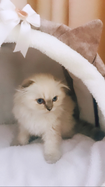 British Longhair, Kedi Mia fotoğrafı