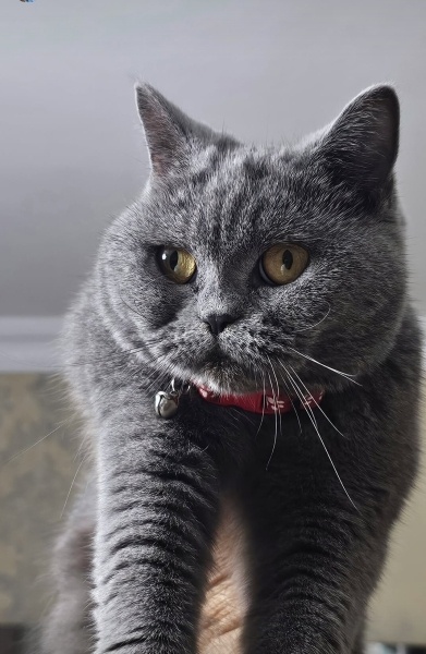 British Shorthair, Kedi Miya fotoğrafı