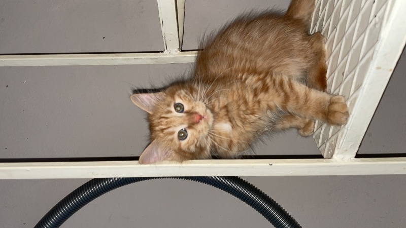 British Longhair, Kedi Boncuk fotoğrafı