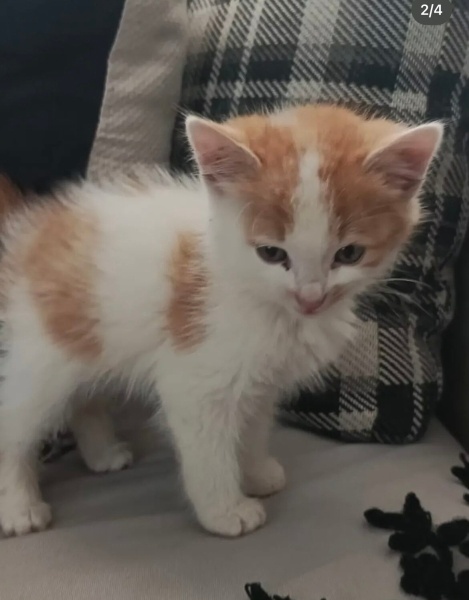 British Longhair, Kedi Bıdık fotoğrafı