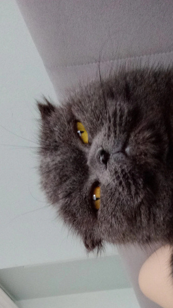 Scottish Fold, Kedi köfte fotoğrafı