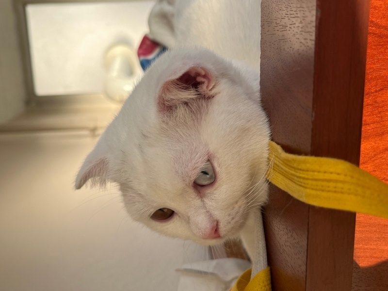 Scottish Fold, Kedi Leia fotoğrafı