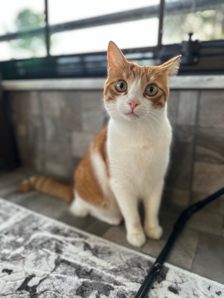 Sarman, Kedi Morty fotoğrafı