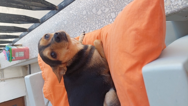 Minyatür Pinscher, Köpek Tina fotoğrafı