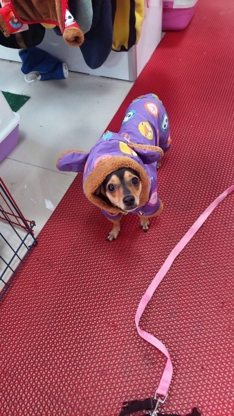 Minyatür Pinscher, Köpek Tina fotoğrafı