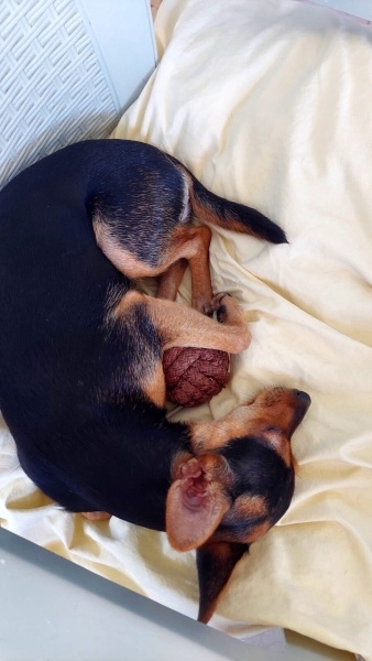 Minyatür Pinscher, Köpek Tina fotoğrafı