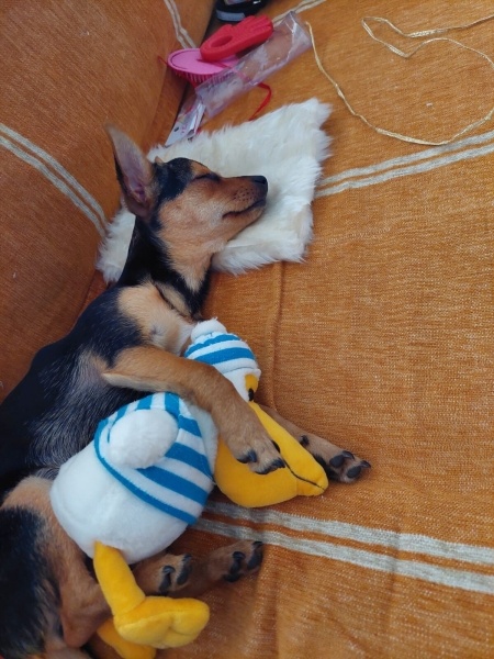 Minyatür Pinscher, Köpek Tina fotoğrafı