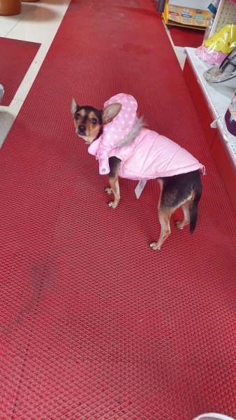 Minyatür Pinscher, Köpek Tina fotoğrafı