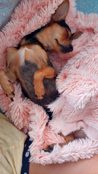 Minyatür Pinscher, Köpek Tina fotoğrafı