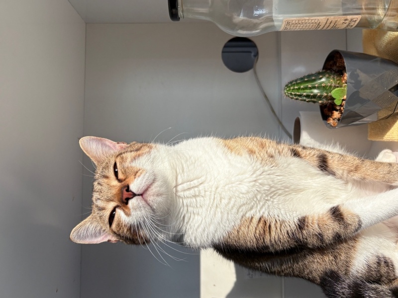 Tekir Kedi, Kedi Kader fotoğrafı