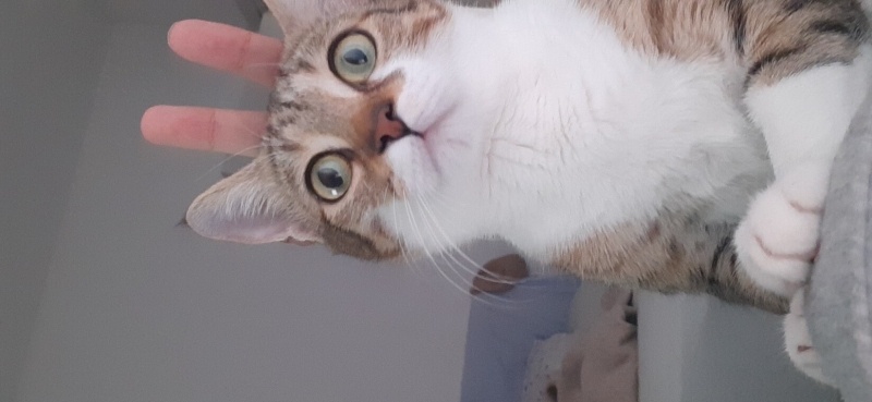 Tekir Kedi, Kedi Kader fotoğrafı