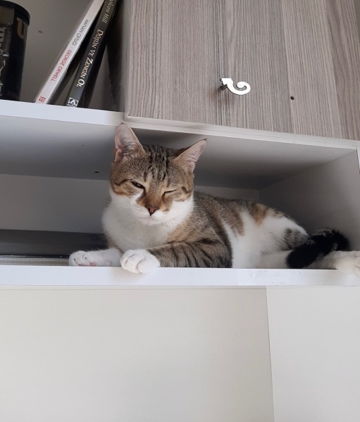 Tekir Kedi, Kedi Kader fotoğrafı