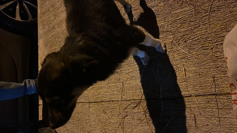 Dachshund (Sosis), Köpek Sokakta bulduk fotoğrafı