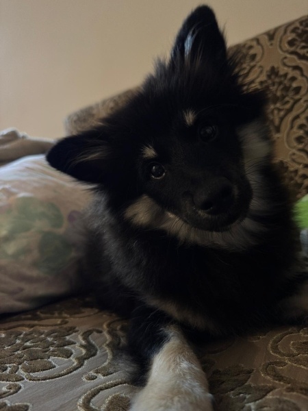 Pomeranyalı, Köpek Behlül fotoğrafı