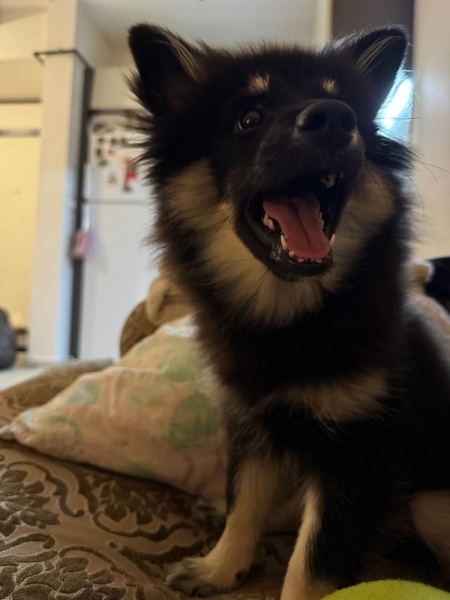 Pomeranyalı, Köpek Behlül fotoğrafı