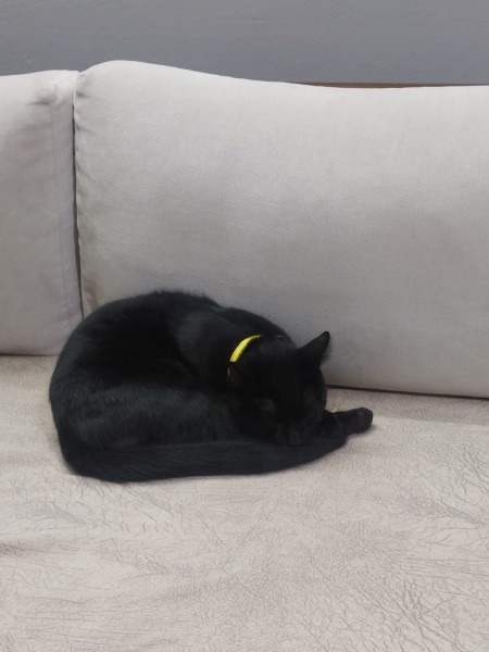 Tekir Kedi, Kedi Kara fotoğrafı