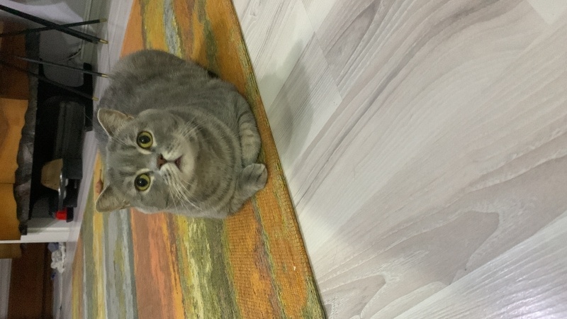 British Shorthair, Kedi Çakıl fotoğrafı