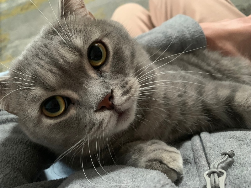 British Shorthair, Kedi Çakıl fotoğrafı