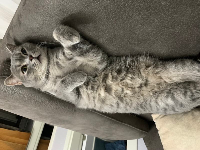 British Shorthair, Kedi Çakıl fotoğrafı