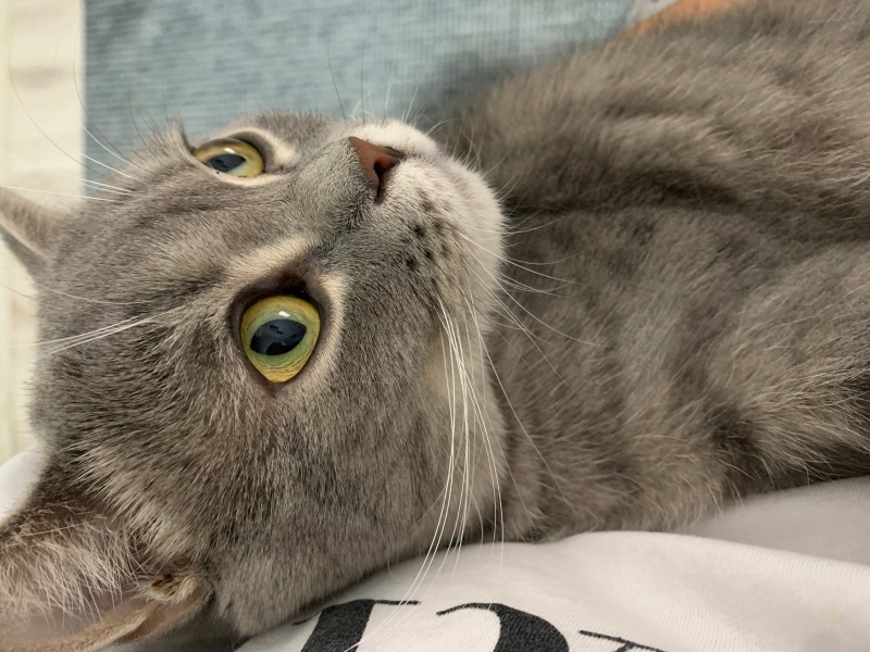 British Shorthair, Kedi Çakıl fotoğrafı