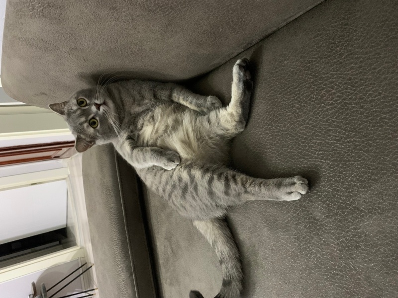 British Shorthair, Kedi Çakıl fotoğrafı