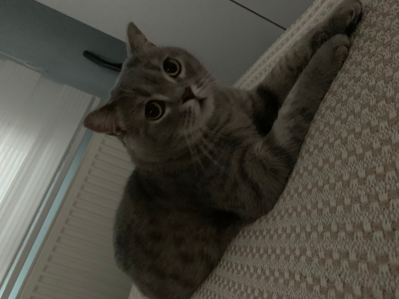 British Shorthair, Kedi Çakıl fotoğrafı