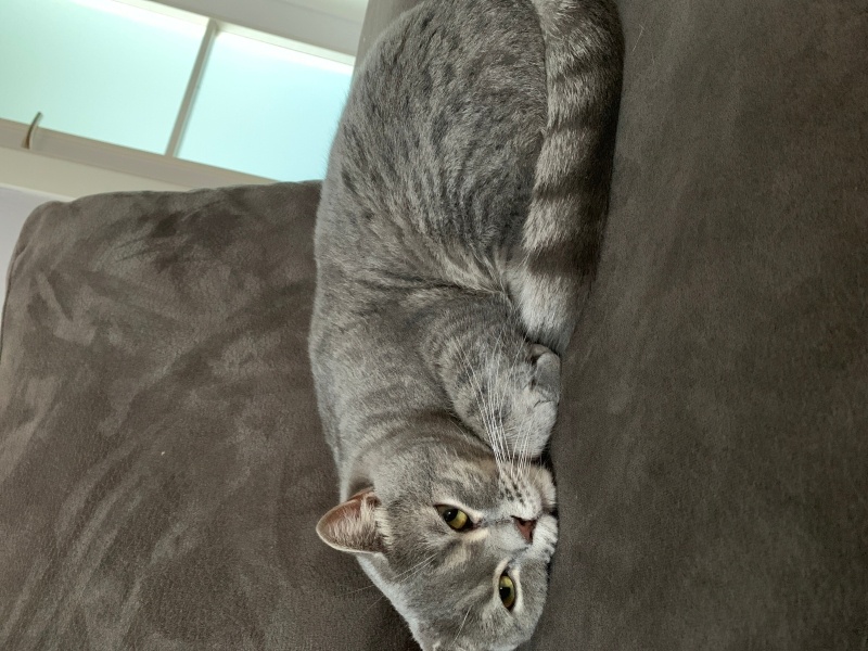 British Shorthair, Kedi Çakıl fotoğrafı